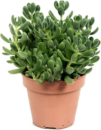 Jade Natural Planta Fácil de Mantener