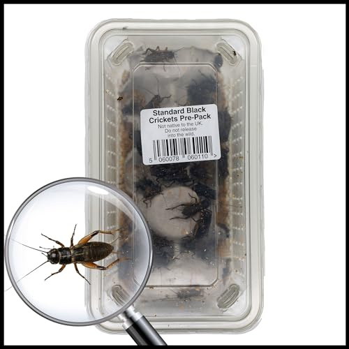 Livefoods4u Standard Large Black Crickets (12-20mm) - Live Food for Reptiles (Tub of Approx 50)