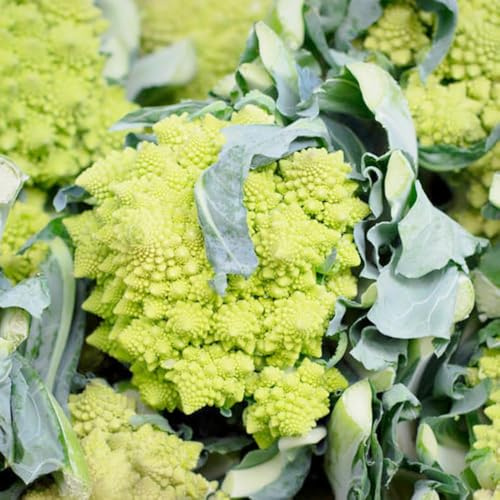semi di colifiore resistenti per giardino interni semi di ortaggi inverno giardino balcone balcone resistenti 300pcs