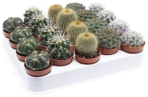 DECOALIVE Pack de 5 Mini Cactus Naturales Plantas de Interior y Exterior, 8436601570192