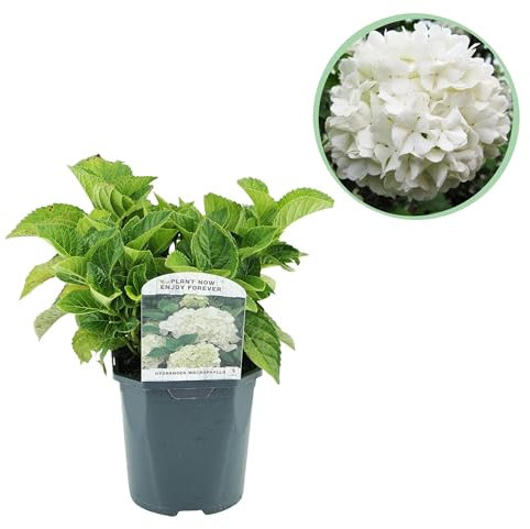 Ortensia - Hydrangea macrophylla Blu - Fiore bianco - 1 Pianta - Decidua - Bassa manutenzione - 30cm - Ø18cm - Pianta da giardino
