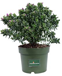 eGarden.store - Pianta vera di Polygala Oppositifolia | Altezza: 20 cm - Diametro vaso: 15 cm | arbusto fiore fucisia ornamentale da coltivare all'esterno