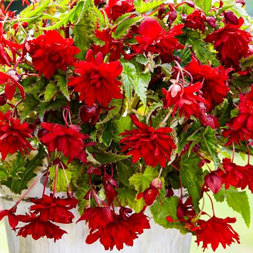 Begonia Trailing Plants Outdoor Garden Ready Scarlet Mix - Trailing Begonias for Hanging Baskets - Garden Plants for Shade - Flowering Potted Plant for Pots and Containers (10cm Pot, Pack of 6)