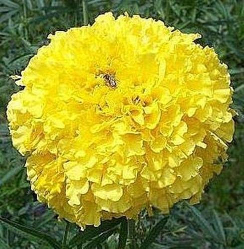 50 graines de calendula - Crackerjack africaine annuelle jaune