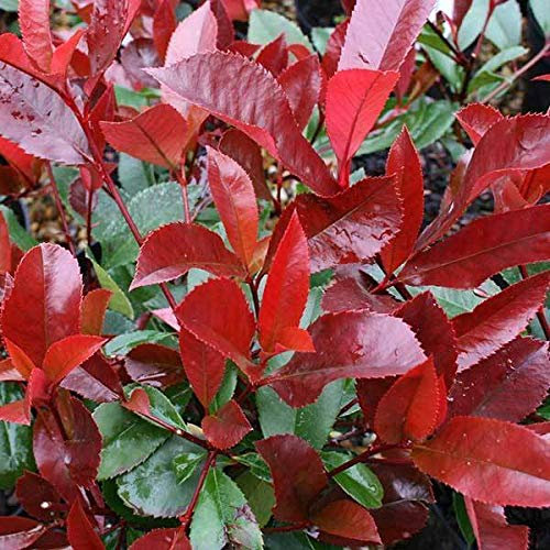 Portal Cool Photinia * Little Red Robin * 3.5 Pot * Evergreen + varietà più piccola