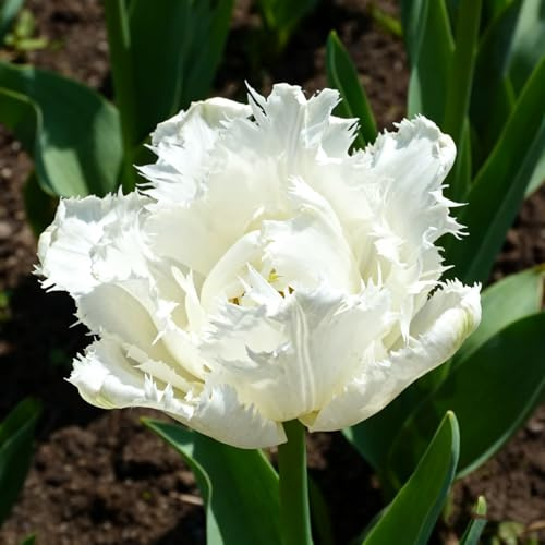 Tulipanes Bulbos/Tulipán perenne-Decoración de jardín/Perenne/Crean un hermoso jardín.-6 Rhizomes-H