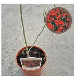 Planta De Rosal Para Jardín Y Exterior | Floración Abundante Y Decorativa | Ideal Para Jardines, Parterres Y Macetas (Paisajistico Sevillana)