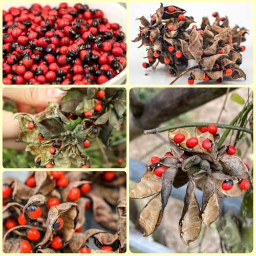 Semi di pisello Paternoster - pisello Paternoster, Abrus precatorius, biologici regali 50pcs