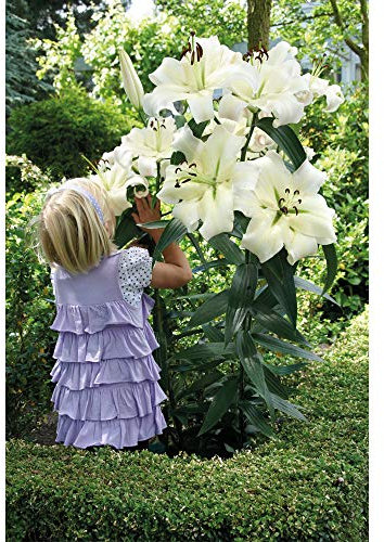 Lily Bulbs and Bulb Basket Pretty Woman Pure White Giant Blooms Sweet Fragrance Beautiful Summer Flowers Perfect for Beds, Borders and Containers 5 x Lily Bulbs + 1 Bulb Basket by Thompson and Morgan