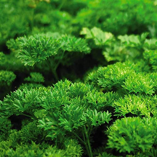 Parsley Seeds 'Champion Moss Curled' Hardy Biennial Herbs Easy to Grow Your Own Garden Plants 1 Packet of 750 Seeds by Thompson & Morgan