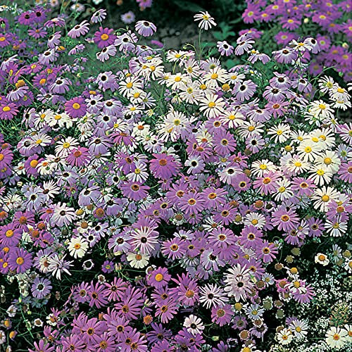 Swan River Daisy Seeds Summer Skies by Country Value Flowers