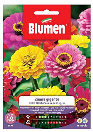 SEMI ZINNIA GIGANTE MIX CALIFORNIA BLUMEN