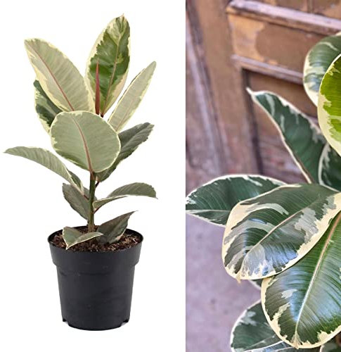 Ficus Tineke Rubber Plant - Indoor Plant for Home Or Office in A 14cm Pot - Ficus Elastica Tineke – House Plant in 30-40 Cm in Height