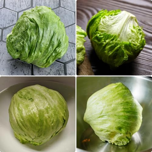 Semi di lattuga iceberg biologici, semi di da giardino rare biologici vecchi semi di invernali 400pcs