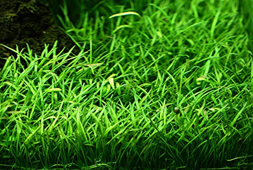 WASSERPFLANZEN WOLFF - Teppich ca. 150x100 mm Brasilianische Graspflanze/Lilaeopsis brasiliensis | Der perfekte Unterwasser-Rasen | Matte für den Vordergrund | Sofortiger Bodendecker