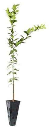 Limonero Vivo y Productivo Cultiva tu Propio Huerto de Limones