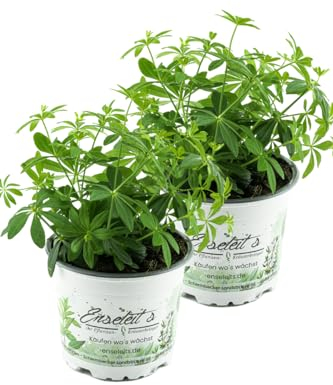 2er Set Waldmeister, Galium odoratum, frische waldmeister Pflanze