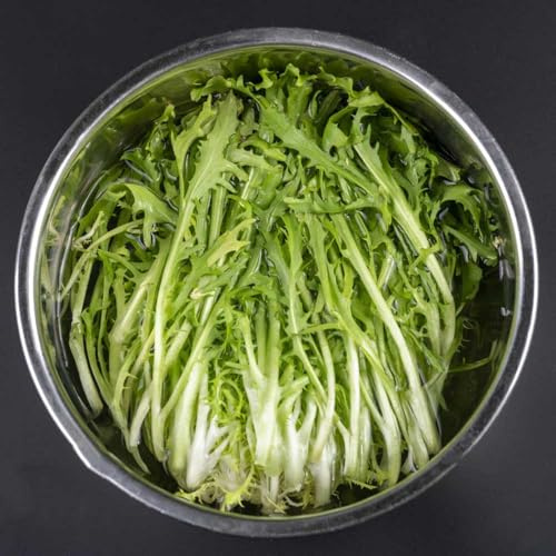 indivie semi di resistenti per giardini rocciosi semi di per da appartamento balcone sostenibili verdi biologiche esotiche balcone serra 250Semi