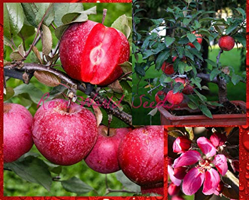 Portal Cool Super Red Dwarf Melo 'Baya Marisa' Autofertile Semi Molto Rari