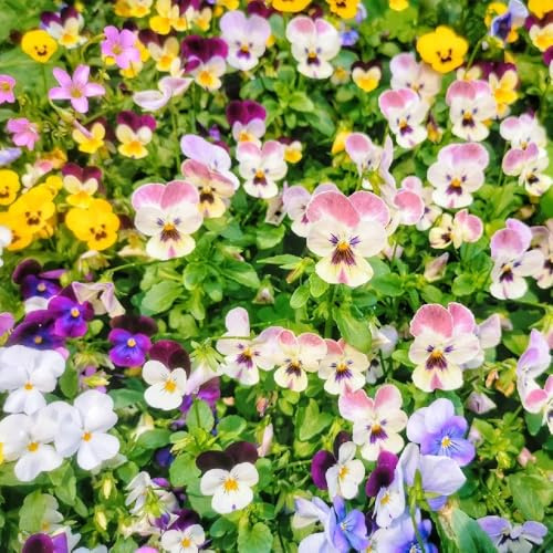 semillas de pensamiento, cobertura del suelo jardín en la decoración la oficina jardín en el balcón Decoraciones 500pcs