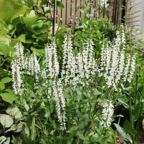 salbeisamen exotische pflanzen kräuterpflanzen winterharte pflanzen für balkon, gartenkräuter samen blumendeko garten geschenke für männer, kräuter stauden winterhart mehrjährig 10pcs