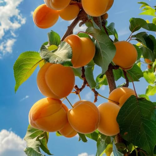 semillas resistentes del albaricoquero - raras jardín perennes resistentes balcón fresca interior 5pcs