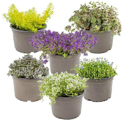 Bloomique - Lot de 6 - Sedum - Orpin - Plantes de jardin - Résistante au gel - Persistante - 10-15 cm de haut - Pot 14 cm