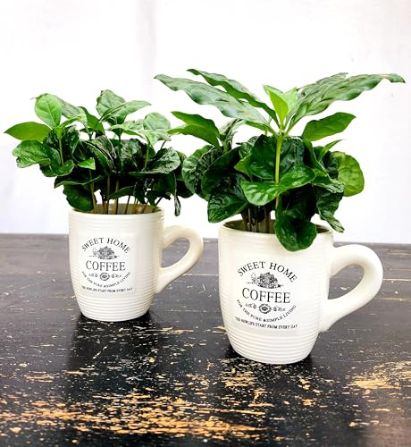 POWERS TO FLOWERS - PIANTA DEL CAFFE' DA FRUTTO, 5 PIANTE, COFFEA ARABICA, IN TAZZINA 9CM DIAMETRO, pianta vera