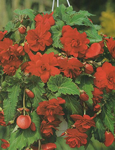 Begonien pendula hängend in rot gefüllt Blumenzwiebeln Knollenbegonie (3 Blumenzwiebeln)