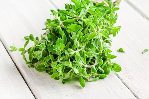Sweet Marjoram Herb Seeds - Non-GMO 0.25g, Approximately 1000 Seeds
