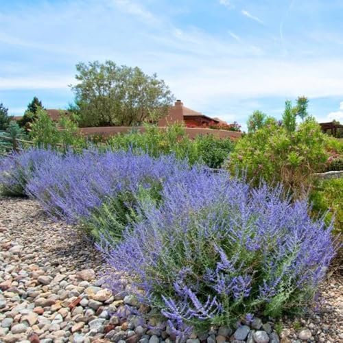 80 pcs Blauraute Pflanze Winterhart Samen, geschenke für gartenliebhaber, Perovskia atriplicifolia, gartensamen urban gardening zimmerbonsai bonsai herbs stauden winterhart mehrjährig