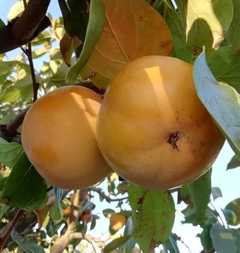 Albero Kako Mela - Età 1 anno