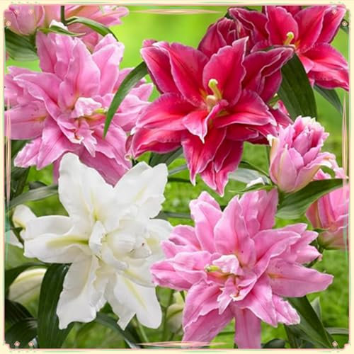 Lilienzwiebeln, Zarte Blumenzwiebeln,Lilien Winterhart MehrjäHrig，Lilium Martagon，Duftende Blumen,Lilium，Winterharte Stauden,Lilien Winterhart-4zwiebeln-E