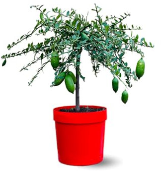 Attitude Jardin - Citron caviar jaune - microcitrus australasica - agrume méditerranéen - arbre fruitier - 75-85 cm - ⌀ 22 cm