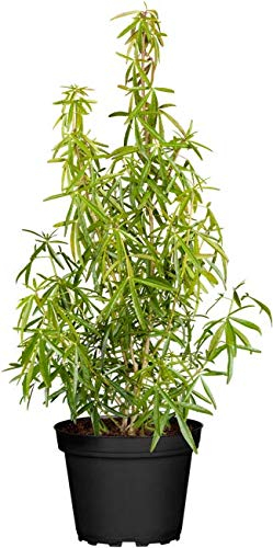 Choisya ternata 'Aztec Pearl' 40–60 cm – Winterhart, Immergrün, Pflegeleicht – Orangenblume – Zierstrauch für Garten & Kübel