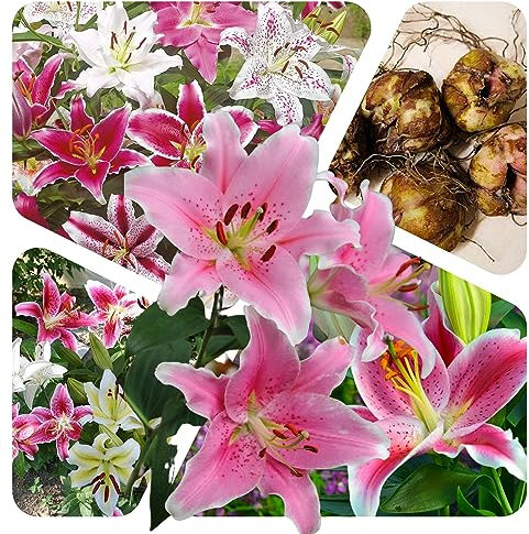 Lilien Zwiebeln (20 Stück) Blumenzwiebeln - Orientalische Mischung - Grösse 14/16 - mehrjährig - winterhart - SAISONWARE - NUR KURZE ZEIT ERHÄLTLICH