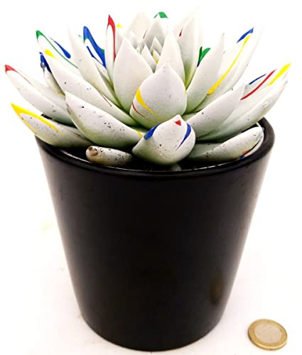 POWERS TO FLOWERS - ECHEVERIA PICASSO WHITE, VASO 13CM, CACTUS COLOR LIFE, pianta vera