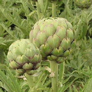 Artichoke Tavor 10 Seeds