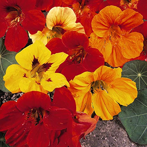 Nasturtium Seeds Half-Hardy Annual Indian Cress Grow Your Own 'Double Gleam Mixed' 1 Packet of Seeds by Thompson & Morgan