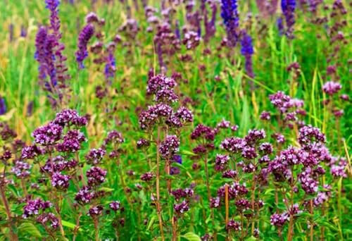 1 Pack of 3000 SEEEDS Wild Marjoram - Oregano - Origanum vulgare