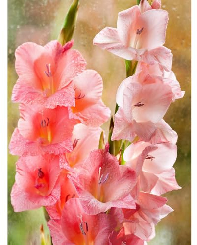 Bombilla de gladiolos,perennes resistentes,Maceta de,de jardín,decoración de salón.Decoración de balcones,de sombra.7pcs