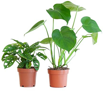 Monstera Deliciosa & Monstera Obliqua | Pack 2 Plantas | DECOALIVE | Plantas de Interior | Costilla de Adán y Queso Suizo