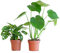 Monstera Deliciosa & Monstera Obliqua | Pack 2 Plantas | DECOALIVE | Plantas de Interior | Costilla de Adán y Queso Suizo