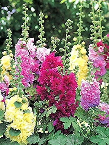 South Eastern Horticultural Hollyhock Alcea Spring Celebrities Series Mix Plug Plants Pack x6