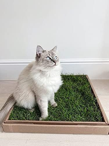 City Doggo Real Grass Patch for Indoor Cats. Fresh Live Grass Pad, Natural Enrichment, Eco-Friendly, Mess-Free & Stimulating, Ideal for Apartment Living & Elderly Cats