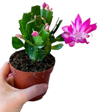 pianta vera di Schlumbergera truncata fiore fuksia bianco Schlumbergera dark eva cactus di Natale fucsia pianta grassa pendente succulente fiorite