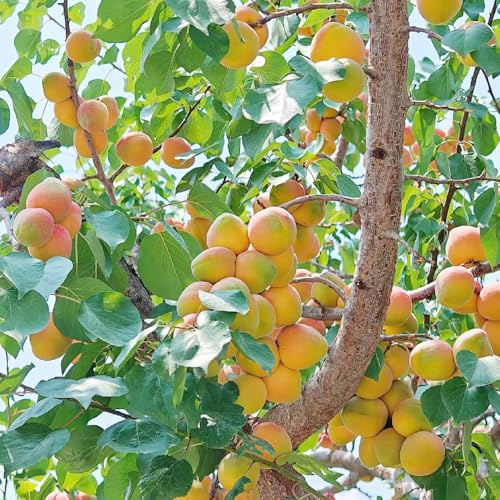 Semillas de albaricoquero, jardín de exóticas para lugares soleados huerta variedades antiguas enanos resistentes 10pcs