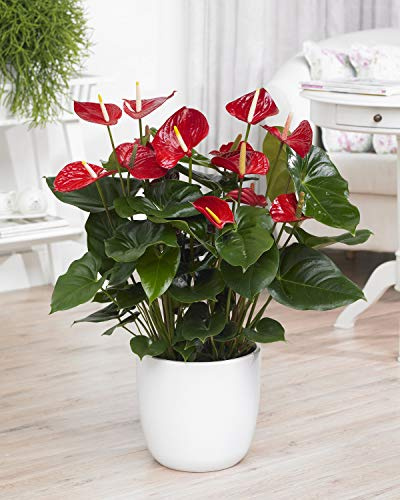 1 x Rote Spitzenblatt Anthurium dekorative lebende Pflanze im keramik Topf, für Zuhause/Büro