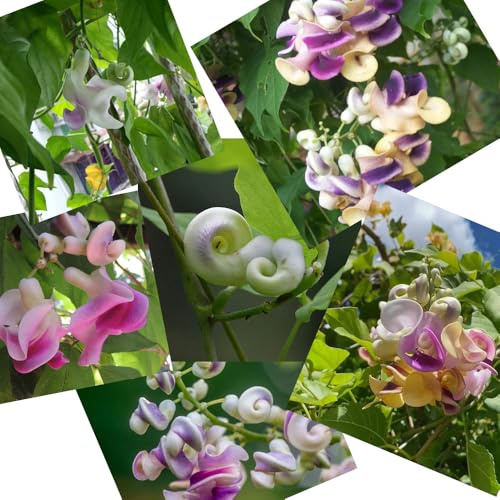 semillas de frijol caracol - Vigna caracalla - jardín de rocas resistentes de variedades antiguas 35pcs
