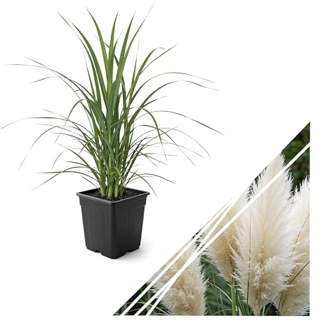 Live Ornamental Pampas Grass (Cortaderia selloana) - White - Perennial Accent Plant - 10 Tall by 5 Wide in 1.5 Qt Pot